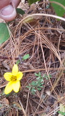 Bidens triplinervia macrantha