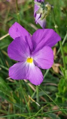 Viola culminis