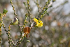 Aspalathus microphylla