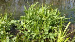 Rumex aquaticus