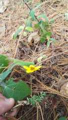 Bidens triplinervia macrantha