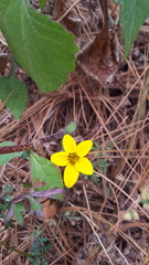 Bidens triplinervia macrantha