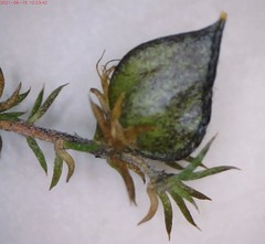 Aspalathus cordicarpa