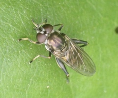 Chalcosyrphus nemorum