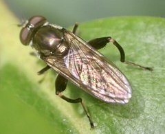 Chalcosyrphus nemorum