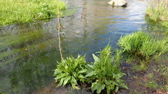 Rumex aquaticus