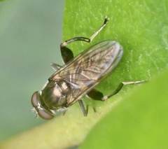 Chalcosyrphus nemorum