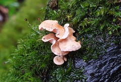 Panellus luxfilamentus