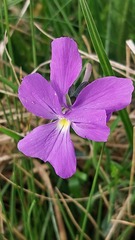 Viola culminis