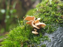 Panellus luxfilamentus