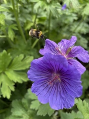 Bombus