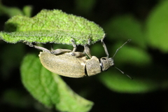 Brachyderes lusitanicus