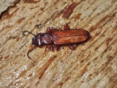 Platisus angusticollis