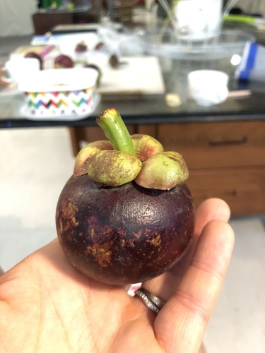 Garcinia mangostana iNat (2)