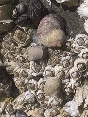 Littorina saxatilis