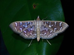 Nausinoe