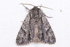 Acronicta cinerea