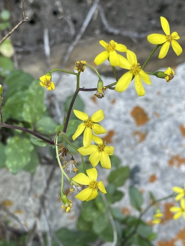 Voigt’s Senecio (Senecio voigtii)