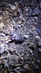 Selatosomus suckleyi