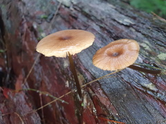 Entoloma readiae