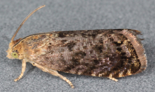 Purple-shaded Piercer