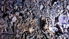 Selatosomus suckleyi