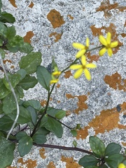Senecio voigtii
