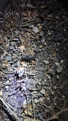 Selatosomus suckleyi