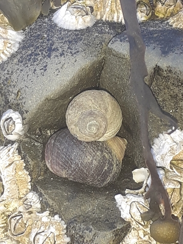 brežniak obyčajný (Littorina littorea)