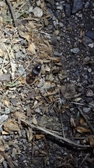 Selatosomus suckleyi