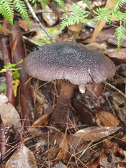 Cortinarius kioloensis