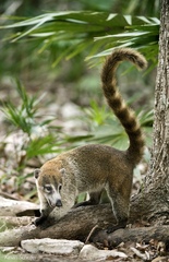 Nasua narica yucatanica