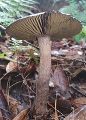 Cortinarius kioloensis