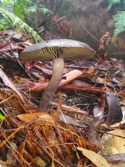Cortinarius kioloensis