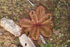 Drosera rosulata