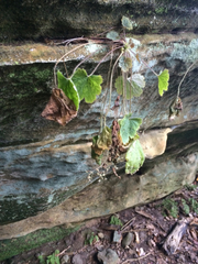 Heuchera missouriensis