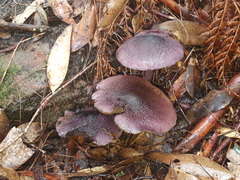 Cortinarius kioloensis