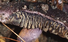 Cortinarius kioloensis