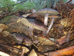 Cortinarius kioloensis