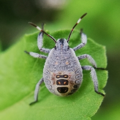 Heteroptera