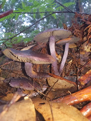 Cortinarius kioloensis