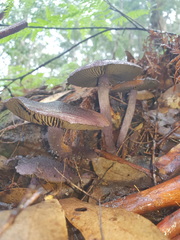 Cortinarius kioloensis