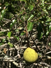 Landolphia kirkii