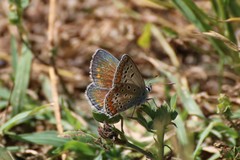 Polyommatus thersites