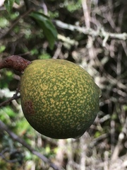 Landolphia kirkii