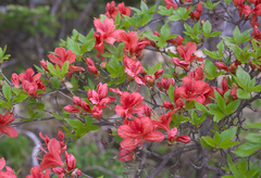 Rhododendron kaempferi
