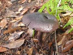 Cortinarius kioloensis