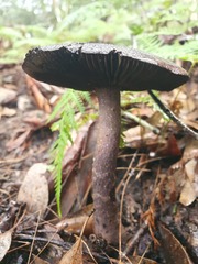 Cortinarius kioloensis