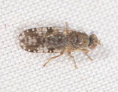 Austrotephritis bushi