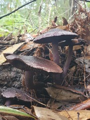 Cortinarius kioloensis